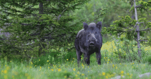 Wild-Boar